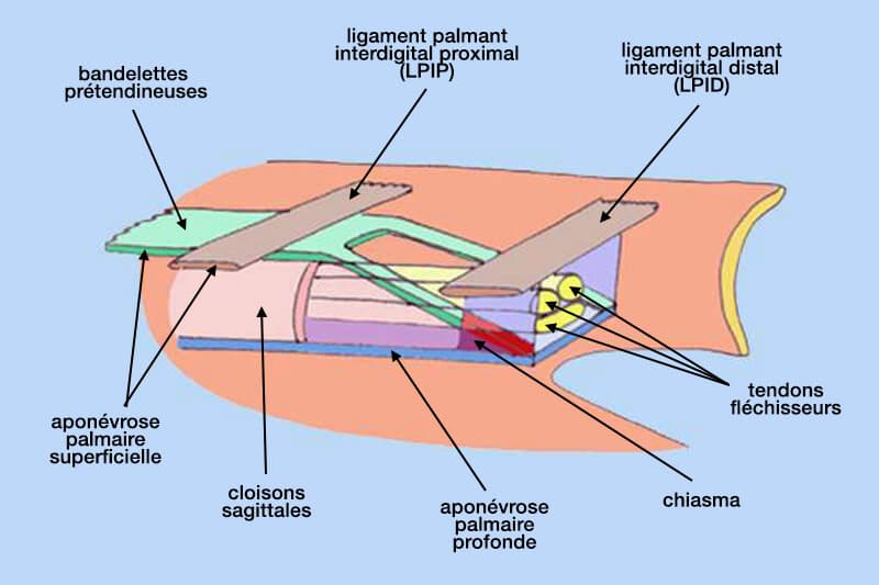 anatomie fibre aponevrotique origine maladie Dupuytren