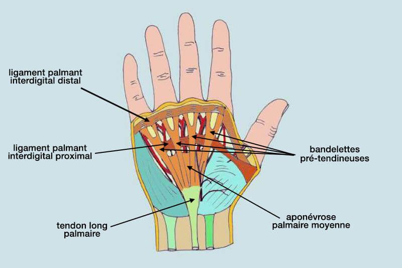 Anatomie aponevrose palmaire main